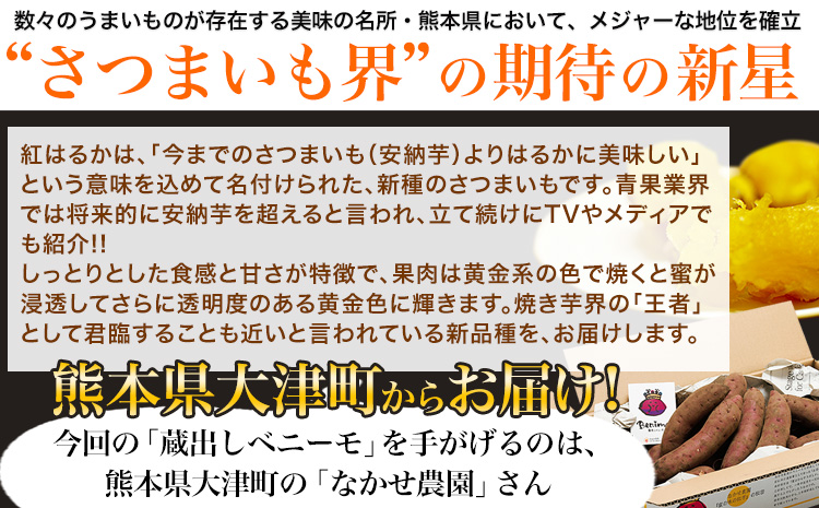 熊本県大津町産 なかせ農園の蔵出しベニーモ 約3.5kg(大中小サイズ不揃い)《1-5営業日以内に出荷予定(土日祝除く)》 さつまいも 芋 紅はるか スイートポテト 干し芋にも 特産品