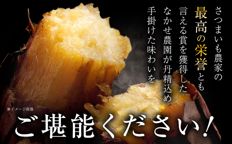 熊本県大津町産 なかせ農園の蔵出しベニーモ 約3.5kg(大中小サイズ不揃い)《1-5営業日以内に出荷予定(土日祝除く)》 さつまいも 芋 紅はるか スイートポテト 干し芋にも 特産品