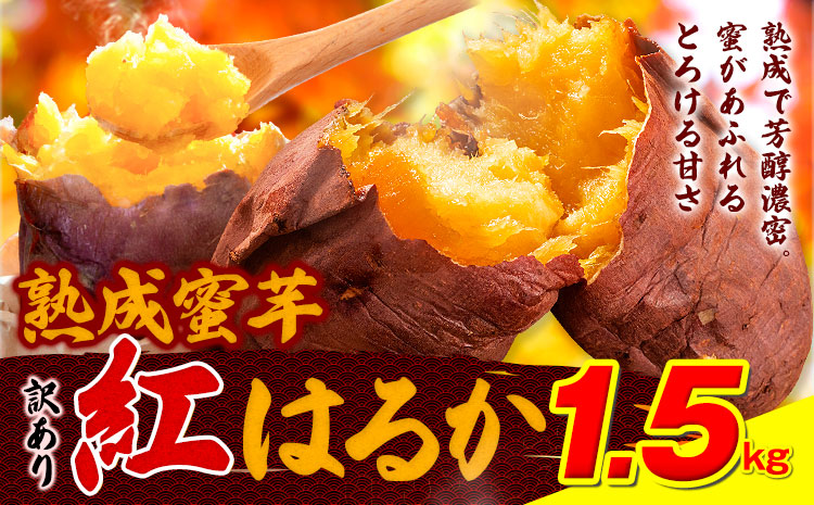 訳あり紅はるか サツマイモ 1.5kg 《2026年1月上旬-5月末頃出荷予定》紅はるか さつまいも 熊本県 大津町 イモ 芋 さつまいも 訳あり