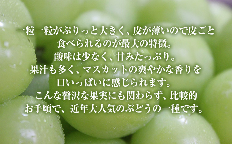 熊本県大津町産 タカハマ観光農園の 朝採れ シャインマスカット 約1.5