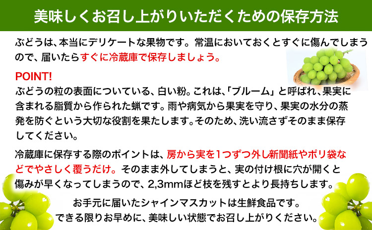 熊本県大津町産 タカハマ観光農園の 朝採れ シャインマスカット 約1.5kg《8月上旬-9月末旬頃出荷》