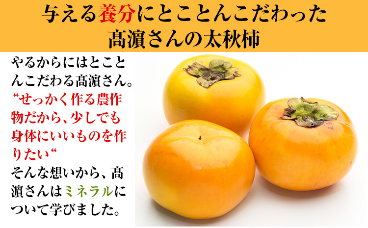 çæ¬ç倧接çºç£ ã¿ã«ãã芳å
蟲åã®å€ªç§æ¿ çŽ2.5kgã10æäžæ¬-11æäžæ¬é åºè·ã
