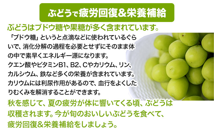 熊本県大津町産 タカハマ観光農園の 朝採れ シャインマスカット 約1.5kg《8月上旬-9月末旬頃出荷》