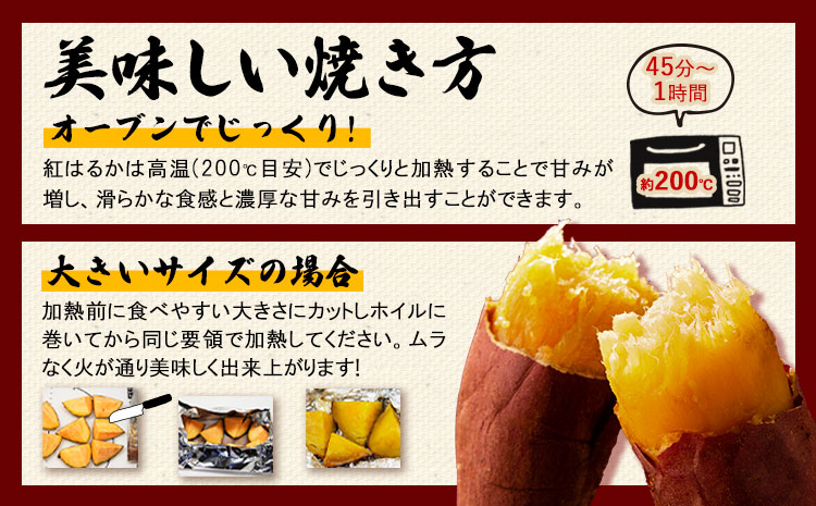 èš³ããçŽ
ã¯ãã ãµããã€ã¢ 1.5kg ã2026幎1æäžæ¬-5ææ«é åºè·äºå®ãçŽ
ã¯ãã ãã€ãŸãã çæ¬ç å€§æŽ¥çº ã€ã¢ è ãã€ãŸãã èš³ãã