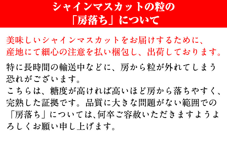 熊本県大津町産 タカハマ観光農園の 朝採れ シャインマスカット 約1.5kg《8月上旬-9月末旬頃出荷》