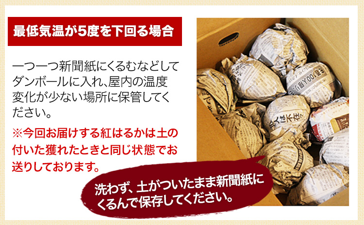 熊本県大津町産 中無田農園の紅はるか 約1.5kg (大中小サイズ不揃い) 熊本県大津町 《12月上旬-12月末頃出荷(土日祝除く)》 さつまいも 芋 スイートポテト 干し芋にも 名産地 特産品 秋 旬