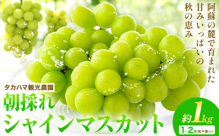 熊本県大津町産 タカハマ観光農園の 朝採れ シャインマスカット 約1kg 1～2房《8月上旬-10月末頃出荷》熊本県 大津町 ブドウ 葡萄 ぶどう シャインマスカット 果物 くだもの スイーツ フルーツ デザート ギフト 種なし クール便 送料無料 
