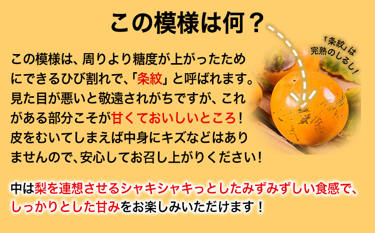 çæ¬ç倧接çºç£ ã¿ã«ãã芳å
蟲åã®å€ªç§æ¿ çŽ2.5kgã10æäžæ¬-11æäžæ¬é åºè·ã