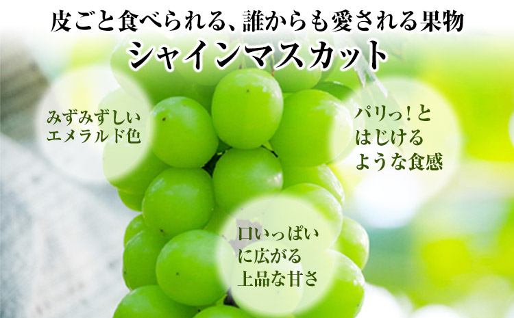 熊本県大津町産 タカハマ観光農園の 朝採れ シャインマスカット 約1.5kg《8月上旬-9月末旬頃出荷》