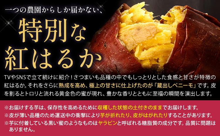 さつまいも 芋 熊本 県 大津 町産 なかせ農園 蔵出しベニーモ 選べる 約 1.5kg (大中小サイズ不揃い)《1-5日以内に出荷予定(土日祝除く)》 さつま いも さつま芋 芋 紅 はるか スイート ポテト 干し芋にも 特産品 SDGs 中瀬農園