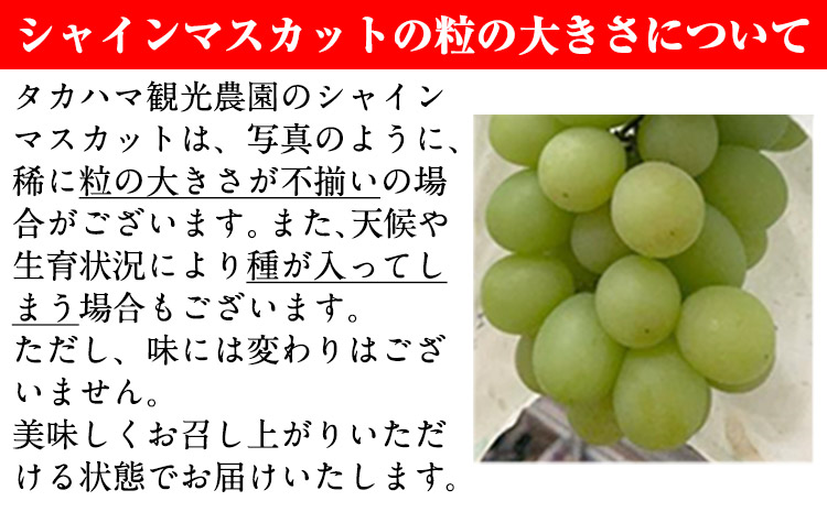 熊本県大津町産 タカハマ観光農園の 朝採れ シャインマスカット 約1.5kg《8月上旬-9月末旬頃出荷》