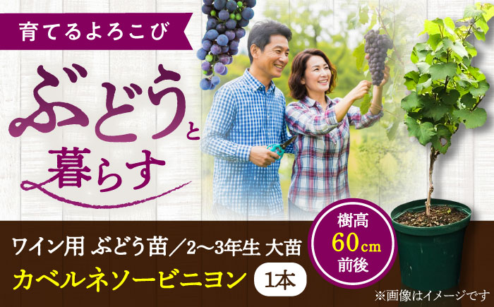 ワイン用 ブドウ苗(カベルネソービニヨン用) 6号鉢入り 2〜3年生 大苗 樹高60cm前後 / 果樹 熊本県 ぶどう ぶどう苗木 葡萄 ぶどうの木 庭木 植木 菊池郡 菊陽町【Herb＆Rose】 [BHCQ004]