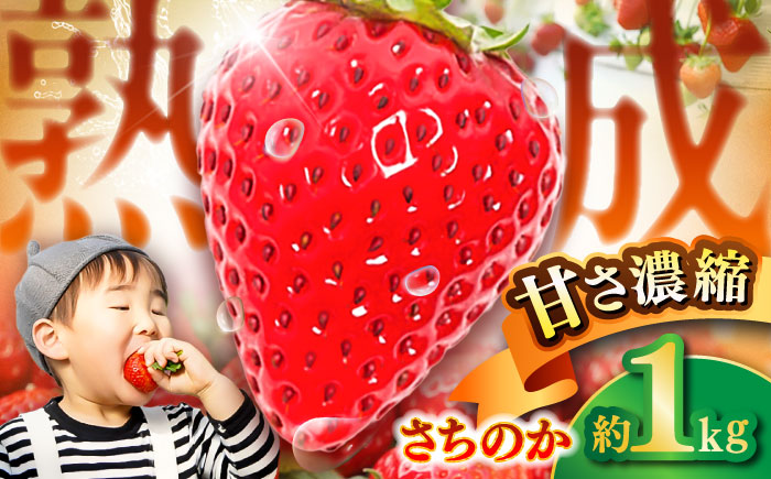 【先行予約】【2026年1月発送開始】 熊本県産 いちご さちのか 計1kg (250g×4パック) 苺 果物 フルーツ 甘い イチゴ おいしい 熊本県 菊陽町【有限会社 吉岡農園】 [BHBM001]