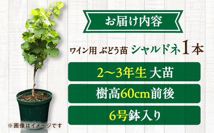ワイン用 ブドウ苗(シャルドネ) 6号鉢入り 2〜3年生 大苗 樹高60cm前後 苗 / 苗木 果樹 ぶどう ぶどう苗木 葡萄 ぶどうの木 庭木 植木 熊本県 菊陽町【Herb＆Rose】 [BHCQ007]