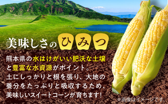 【先行予約】【2026年5月下旬より順次発送】スイートコーン(ドルチェドリーム)約4kg【なかむら農園】 [BHCJ002]