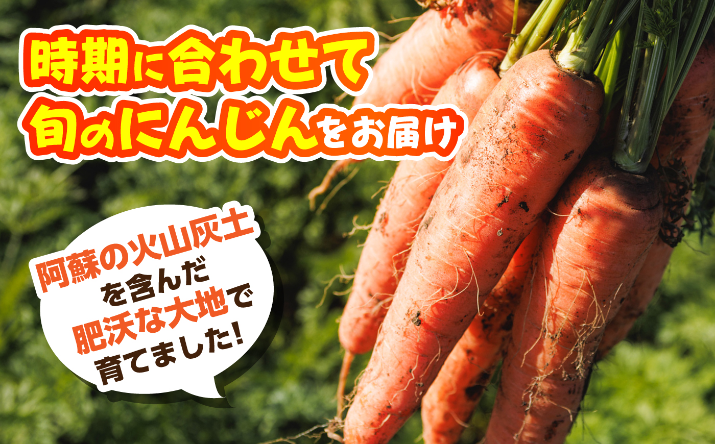菊陽春にんじん 秀品 3kg / にんじん アロマレッド 翔彩 菊陽にんじん 西洋にんじん ニンジン 人参 野菜 熊本 菊陽 【マツモト：ファーム】 [BHDH001]