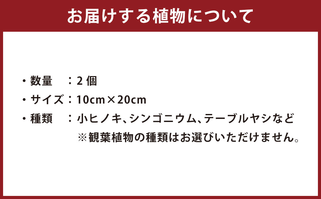 観葉植物 こけ玉 2個 セット 10cm×20cm【2024年6月下旬まで発送予定】