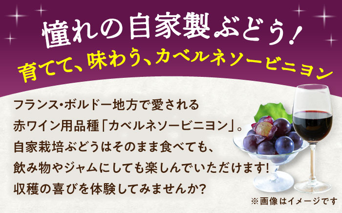 ワイン用 ブドウ苗(カベルネソービニヨン用) 6号鉢入り 2〜3年生 大苗 樹高60cm前後 / 果樹 熊本県 ぶどう ぶどう苗木 葡萄 ぶどうの木 庭木 植木 菊池郡 菊陽町【Herb＆Rose】 [BHCQ004]