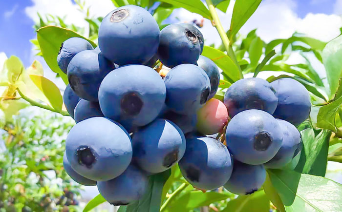 【大粒】国産 急速冷凍ブルーベリー 計約1.5kg（約500g×3袋） 大粒 果物 くだもの フルーツ ぶるーべりー 熊本県 菊陽町【アグファーム株式会社】 [BHCX003]