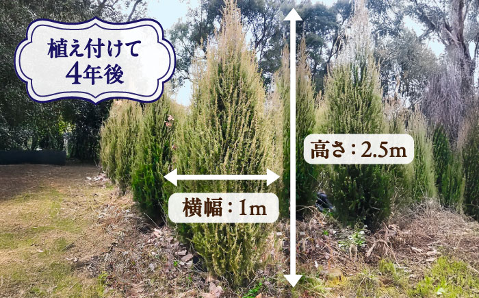 ジュニパーベリー特大苗(西洋ネズ)オス木・メス木セット Juniperus communis 樹高100cm前後 口径18cm スリット鉢植え【Herb＆Rose】 [BHCQ001]