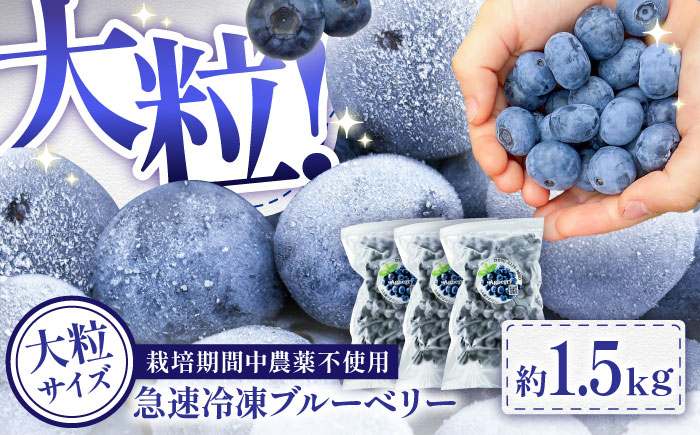 【大粒】国産 急速冷凍ブルーベリー 計約1.5kg（約500g×3袋） 大粒 果物 くだもの フルーツ ぶるーべりー 熊本県 菊陽町【アグファーム株式会社】 [BHCX003]
