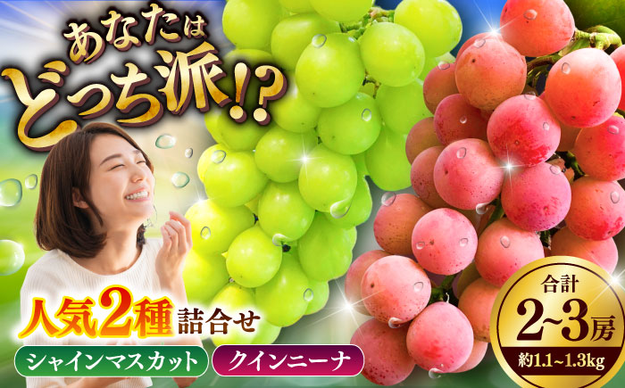 【限定数量】【8月下旬発送開始】シャインマスカット クインニーナ 詰め合わせ 約1.1kg〜1.3kg 合計2〜3房【りとる農房】 [BHBO003]