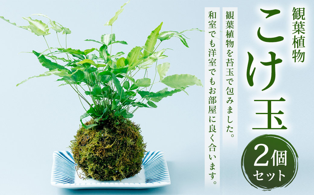 観葉植物 こけ玉 2個 セット 10cm×20cm【2024年6月下旬まで発送予定】