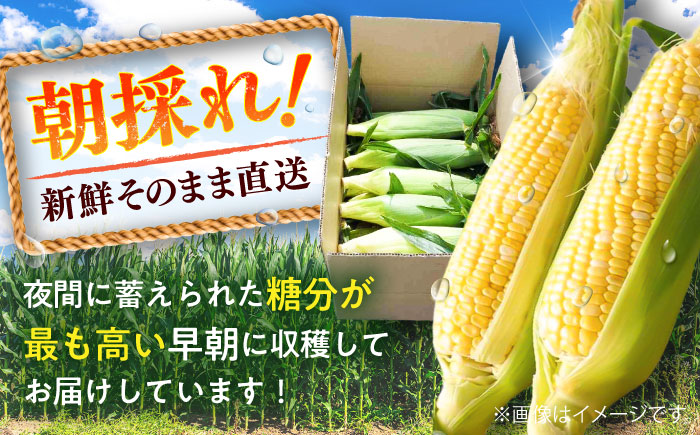 スイートコーン、ドルチェドリームと甘々娘の食べ比べセット【なかむら農園】 [BHCJ003]