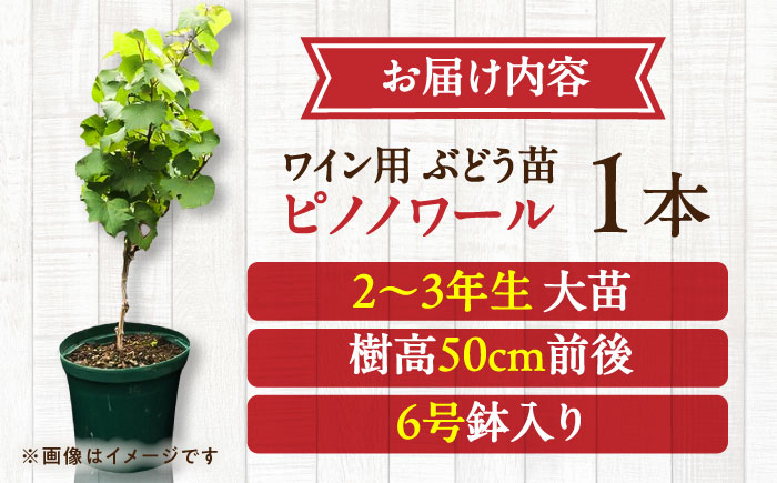 【先行予約】【2026年11月上旬より順次発送】ワイン用 ブドウ苗(ピノノワール)6号鉢入り 2〜3年生 大苗 樹高50cm前後 苗 苗木/ ぶどう ぶどう苗木 葡萄 ぶどうの木 庭木 植木 【Herb＆Rose】 [BHCQ006]