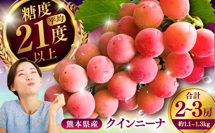 【限定数量】【8月下旬発送開始】 クインニーナ 約1.1kg〜1.3kg 合計2〜3房 / 糖度 21度 くいーんにーな 甘味 鮮やか あかブドウ ぶどう フルーツ 大粒【りとる農房】 [BHBO002]