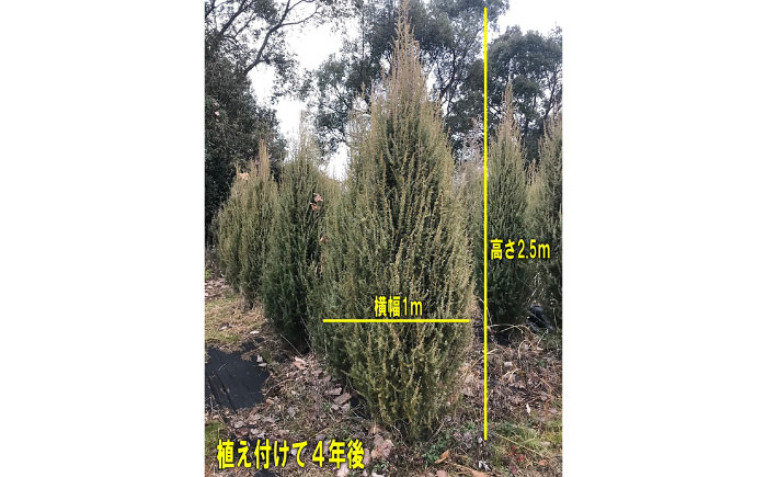 ジュニパーベリー大苗(西洋ネズ) オス木メス木 各1本セット 樹高70cm前後 苗 苗木 口径18cm スリット鉢植え / 庭木 植木 熊本県 菊池郡 菊陽町【Herb＆Rose】 [BHCQ003]