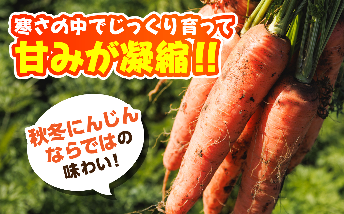 【先行予約】【12月中旬より順次発送】【訳あり】菊陽秋冬にんじん 約5kg (訳あり) / にんじん 菊陽にんじん 西洋にんじん ニンジン 人参 野菜 熊本 菊陽 わけあり 【マツモト：ファーム】 [BHDH011]