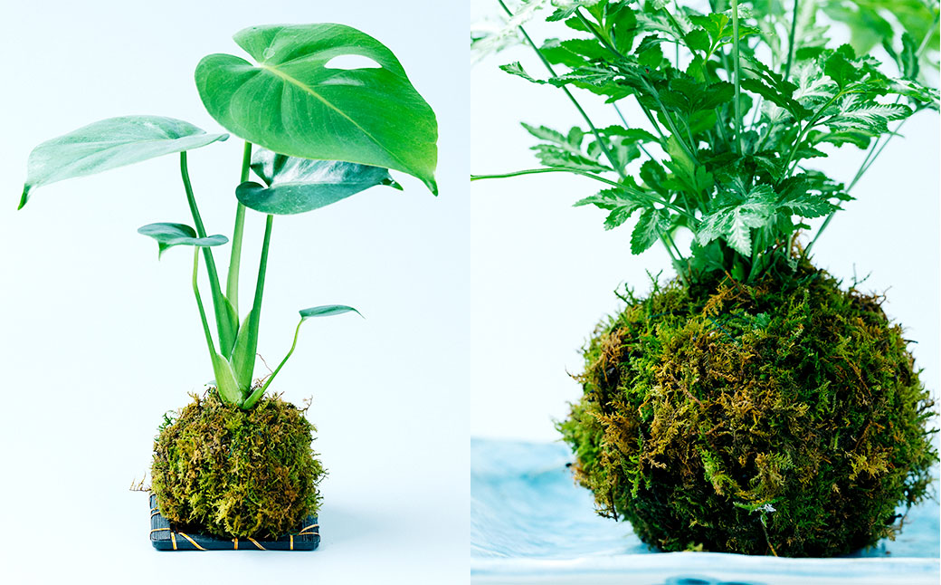 観葉植物 こけ玉 2個 セット 10cm×20cm【2024年6月下旬まで発送予定】