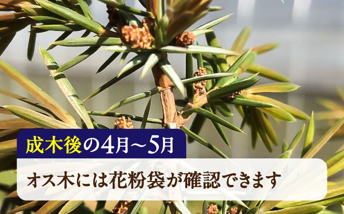ジュニパーベリー特大苗(西洋ネズ)オス木・メス木セット Juniperus communis 樹高100cm前後 口径18cm スリット鉢植え【Herb＆Rose】 [BHCQ001]