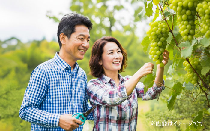 ワイン用 ブドウ苗(シャルドネ) 6号鉢入り 2〜3年生 大苗 樹高60cm前後 苗 / 苗木 果樹 ぶどう ぶどう苗木 葡萄 ぶどうの木 庭木 植木 熊本県 菊陽町【Herb＆Rose】 [BHCQ007]