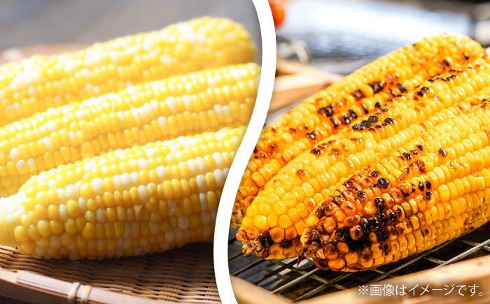 【先行予約】【2026年5月下旬より順次発送】スイートコーン(ドルチェドリーム)約4kg【なかむら農園】 [BHCJ002]