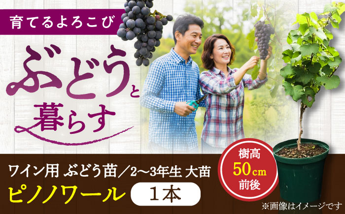 ワイン用 ブドウ苗(ピノノワール)6号鉢入り 2〜3年生 大苗 樹高50cm前後 苗 苗木/ ぶどう ぶどう苗木 葡萄 ぶどうの木 庭木 植木 【Herb＆Rose】 [BHCQ006]