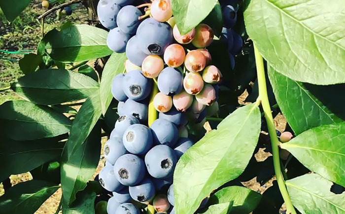 【大粒】国産 急速冷凍ブルーベリー 計約1kg（約500g×2袋） 大粒 果物 くだもの フルーツ ぶるーべりー 熊本県 菊陽町【アグファーム株式会社】 [BHCX002]