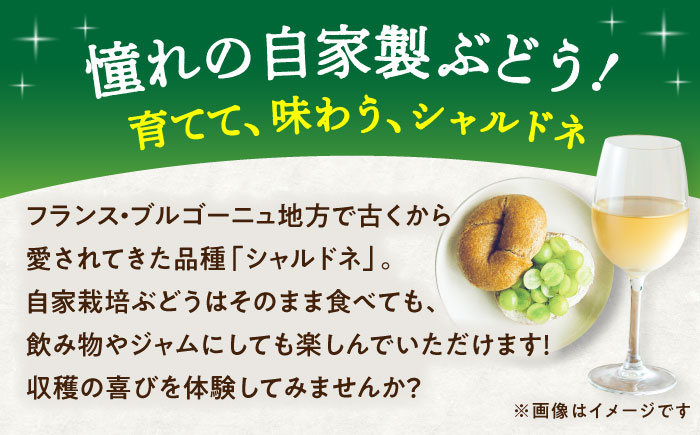 ワイン用 ブドウ苗(シャルドネ) 6号鉢入り 2〜3年生 大苗 樹高60cm前後 苗 / 苗木 果樹 ぶどう ぶどう苗木 葡萄 ぶどうの木 庭木 植木 熊本県 菊陽町【Herb＆Rose】 [BHCQ007]