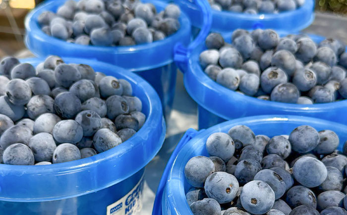 【大粒】国産 急速冷凍ブルーベリー 計約1kg（約500g×2袋） 大粒 果物 くだもの フルーツ ぶるーべりー 熊本県 菊陽町【アグファーム株式会社】 [BHCX002]