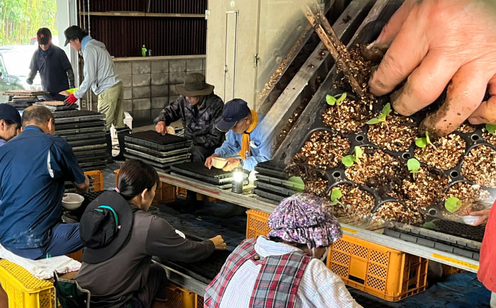 【全3回定期便】きくちのえごま油 計90g(45g×2本) / 調味料 えごま えごま油 熊本県 サラダ スープ 納豆 卵かけごはん 冷奴 味噌汁 ヨーグルト 生 菊陽町【菊池えごま生産組合】 [BHAT005]