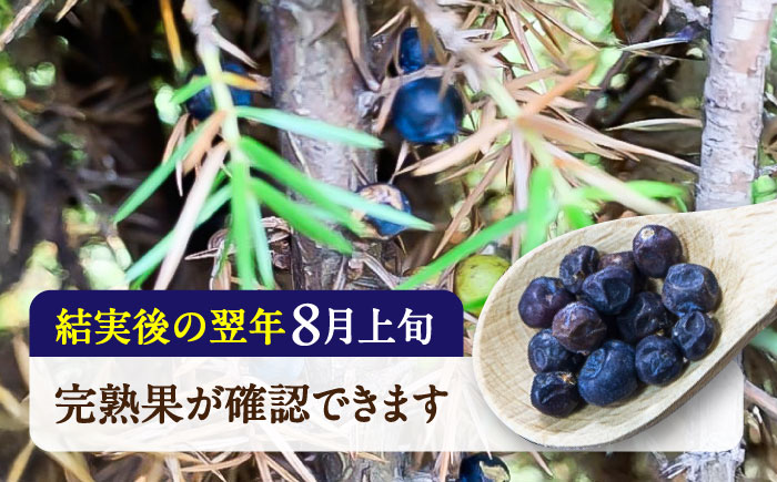 ジュニパーベリー特大苗(西洋ネズ)オス木・メス木セット Juniperus communis 樹高100cm前後 口径18cm スリット鉢植え【Herb＆Rose】 [BHCQ001]