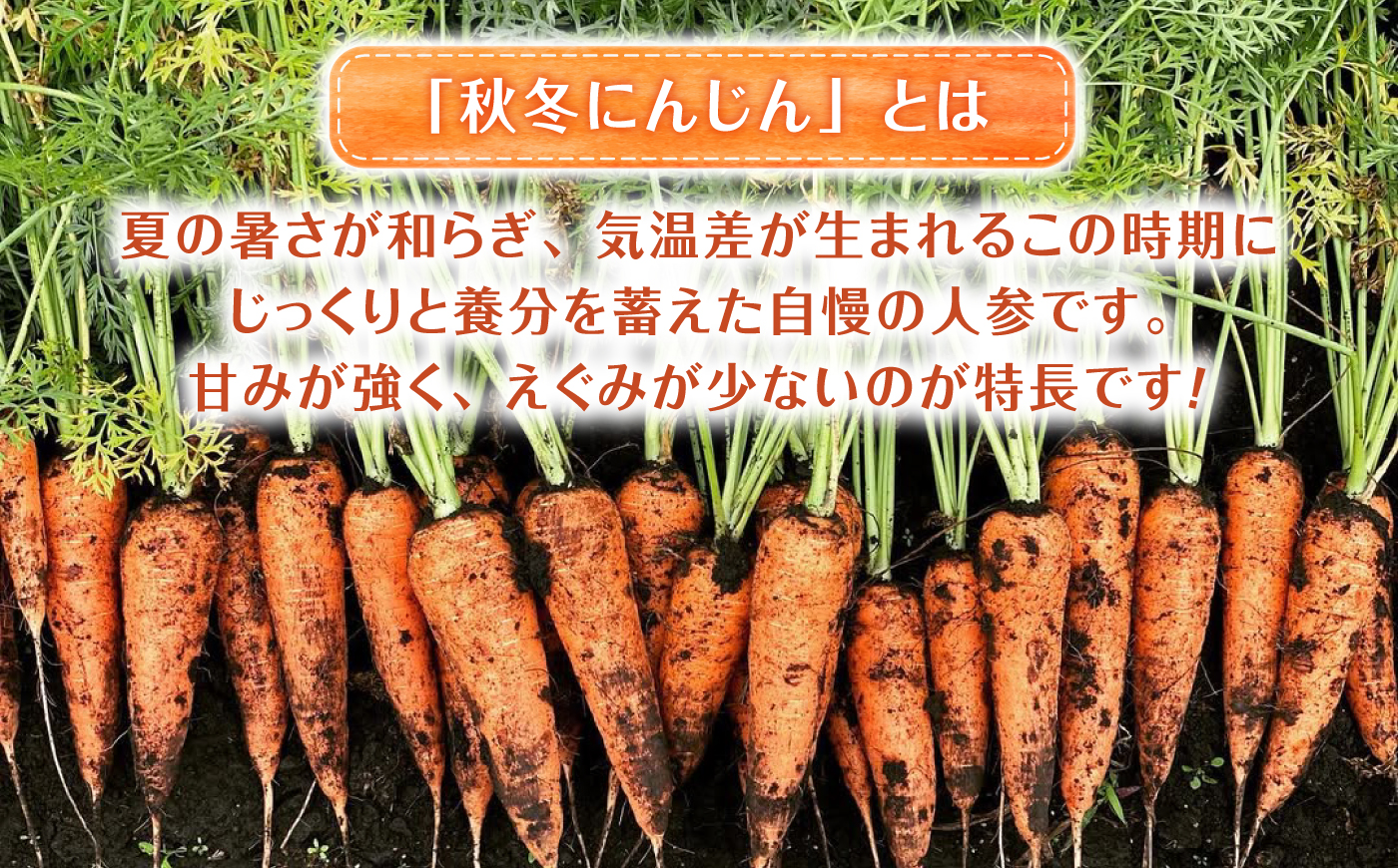 【先行予約】【2026年11月より順次発送】菊陽秋冬にんじん 秀品 約5kg / にんじん 菊陽にんじん 秋冬にんじん ニンジン 人参 野菜 熊本 菊陽 【さかもと農園】 [BHDL004]