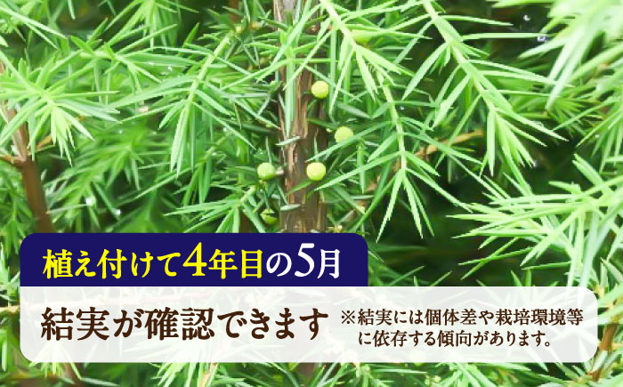 ジュニパーベリー特大苗(西洋ネズ)オス木・メス木セット Juniperus communis 樹高100cm前後 口径18cm スリット鉢植え【Herb＆Rose】 [BHCQ001]