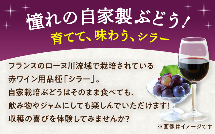 ワイン用ブドウ苗(シラー シラーズ)6号鉢入り 2〜3年生 大苗 樹高50cm前後 苗 苗木 果樹  / ぶどう ぶどう苗木 葡萄 ぶどうの木 庭木 植木 熊本県 菊陽町 【Herb＆Rose】 [BHCQ008]