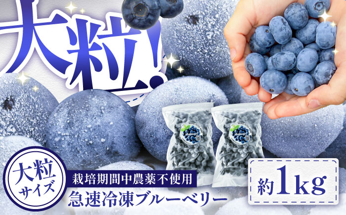 【大粒】国産 急速冷凍ブルーベリー 計約1kg（約500g×2袋） 大粒 果物 くだもの フルーツ ぶるーべりー 熊本県 菊陽町【アグファーム株式会社】 [BHCX002]