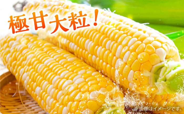 【先行予約】【2026年5月下旬より順次発送】スイートコーン(ドルチェドリーム)約4kg【なかむら農園】 [BHCJ002]