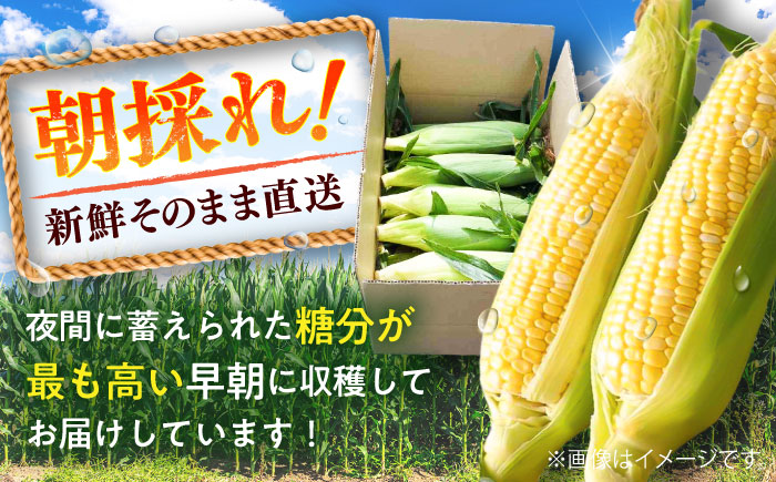 【先行予約】【2026年5月下旬より順次発送】スイートコーン(ドルチェドリーム)約4kg【なかむら農園】 [BHCJ002]