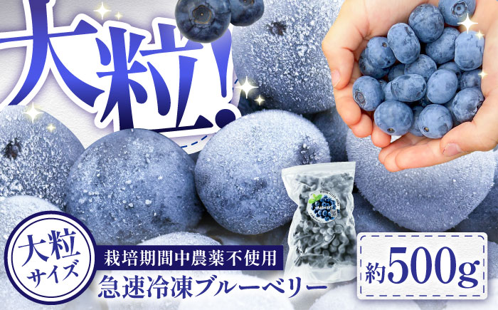 【大粒サイズ】国産 急速冷凍ブルーベリー 500g【アグファーム株式会社】 [BHCX001]