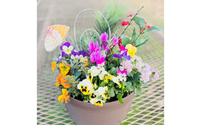 新年を華やかに彩る お正月の寄せ植え(おまかせ) / 正月飾り 花苗 鉢 ピック【GreenlifeYoshimura】 [BHBG001]